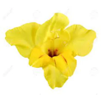 Yellow Gladiolus Flower